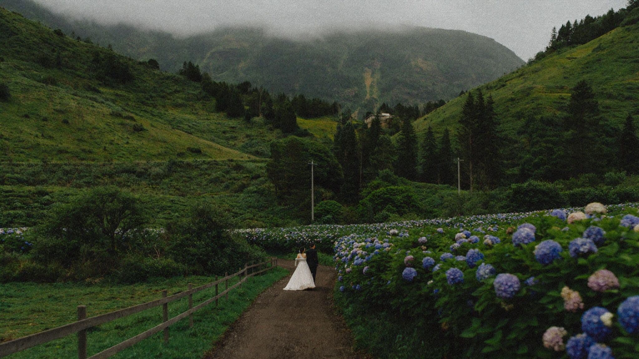 Couple walking a hydrangea-lined crater road during their Azores elopement